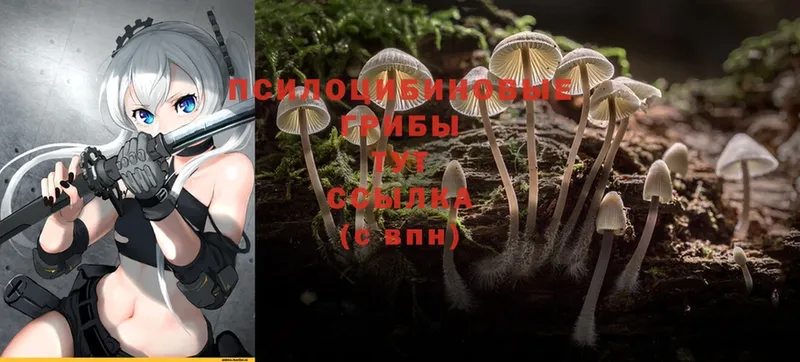 где купить   Белогорск  Псилоцибиновые грибы MAGIC MUSHROOMS 